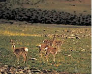 聂荣天气预报30天